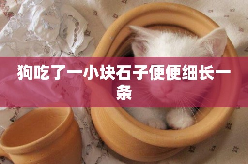 狗吃了一小塊石子便便細長一條