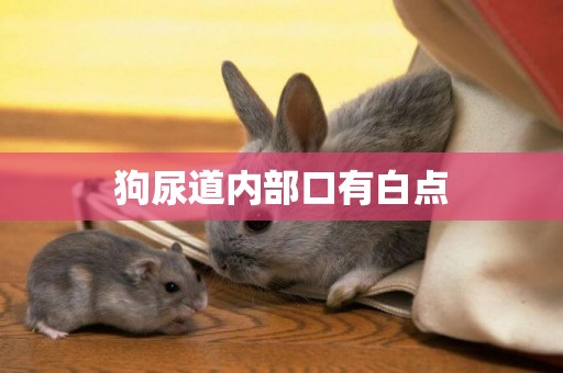 狗尿道內部口有白點