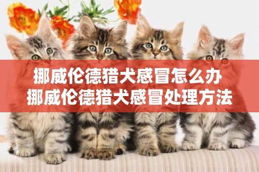 挪威倫德獵犬感冒怎么辦 挪威倫德獵犬感冒處理方法