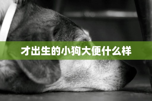 才出生的小狗大便什么樣