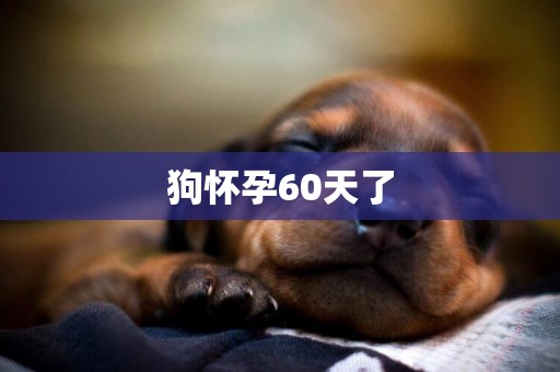 狗懷孕60天了