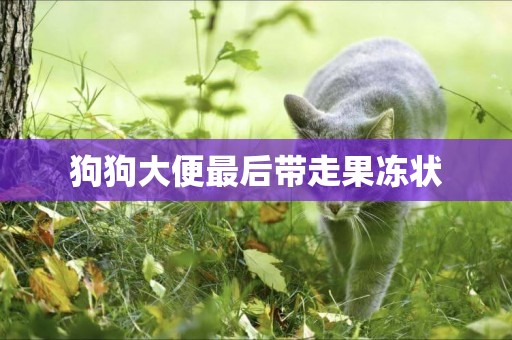 狗狗大便最后帶走果凍狀