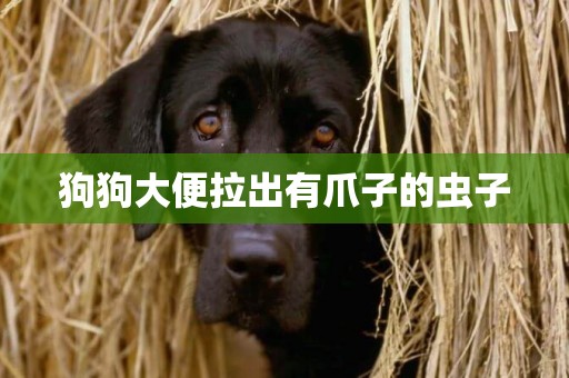 狗狗大便拉出有爪子的蟲子