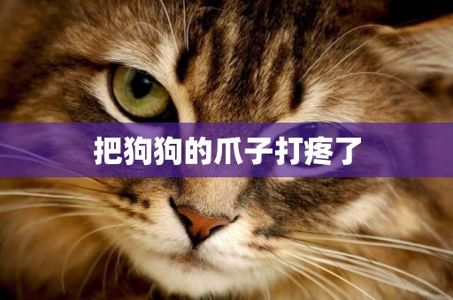 把狗狗的爪子打疼了