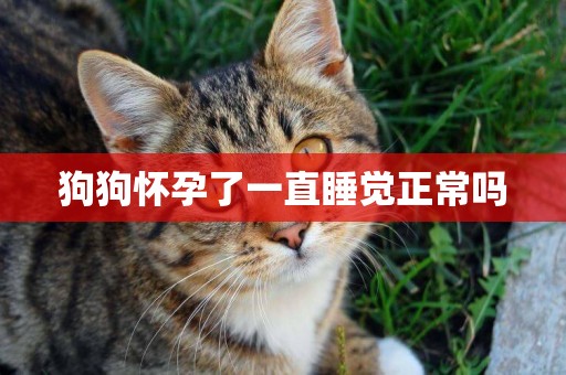 狗狗懷孕了一直睡覺正常嗎