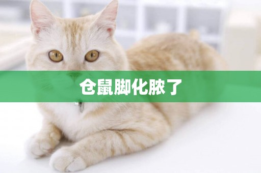 倉鼠腳化膿了