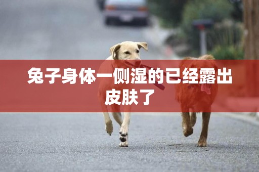 兔子身體一側濕的已經露出皮膚了