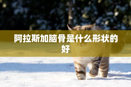 阿拉斯加腦骨是什么形狀的好