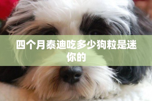 四個月泰迪吃多少狗粒是迷你的