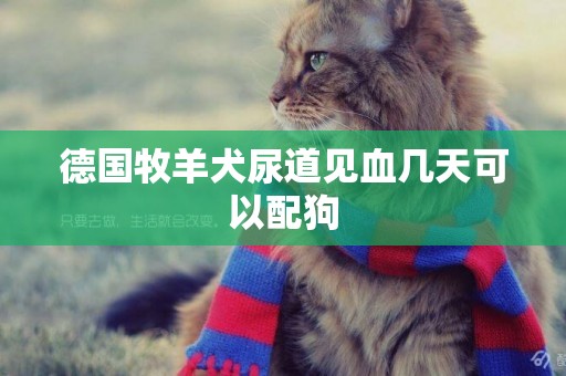 德國牧羊犬尿道見血幾天可以配狗