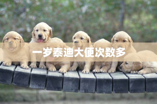 一歲泰迪大便次數多