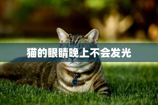 貓的眼睛晚上不會發光