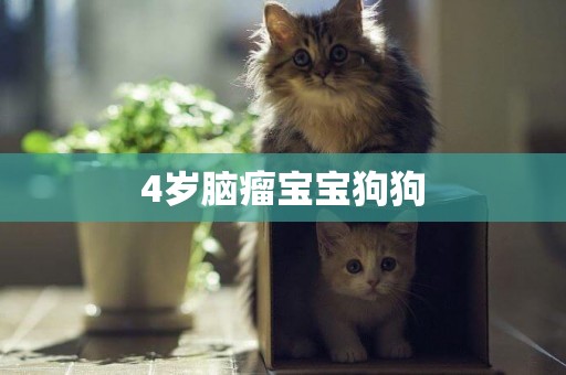 4歲腦瘤寶寶狗狗