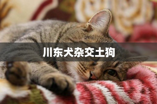 川東犬雜交土狗