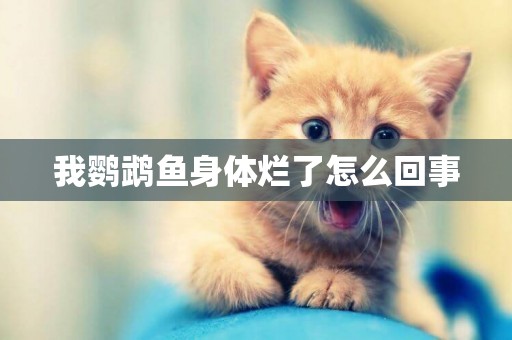 我鸚鵡魚身體爛了怎么回事