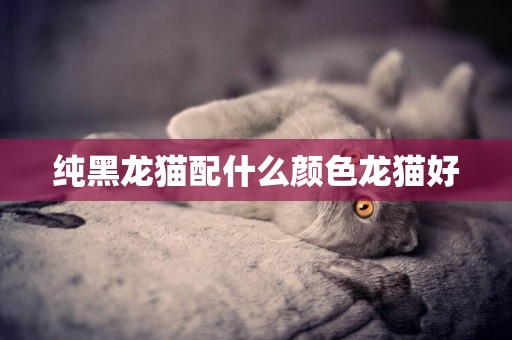 純黑龍貓配什么顏色龍貓好