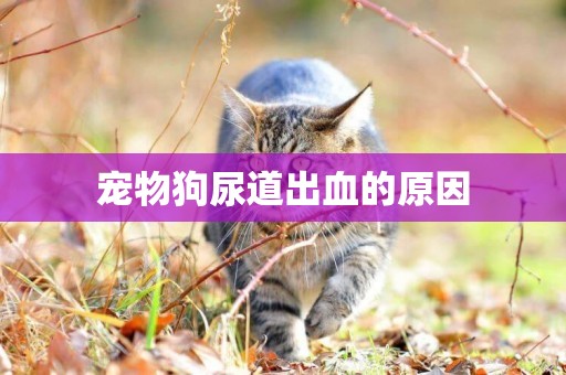 寵物狗尿道出血的原因