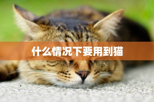 什么情況下要用到貓