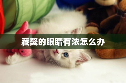 藏獒的眼睛有濃怎么辦