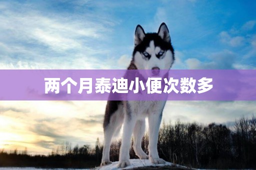 兩個月泰迪小便次數多