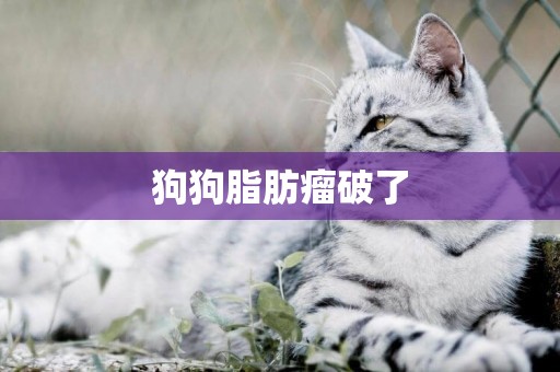 狗狗脂肪瘤破了