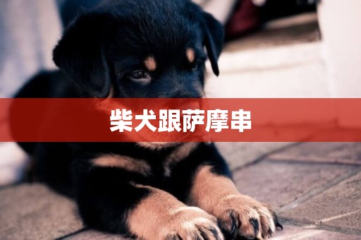 柴犬跟薩摩串