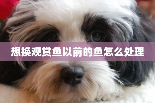 想換觀賞魚以前的魚怎么處理