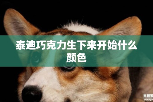 泰迪巧克力生下來開始什么顏色