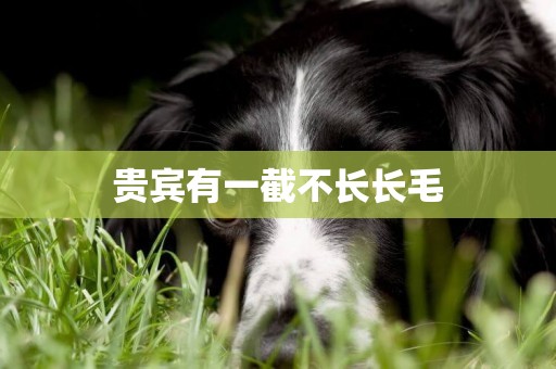 貴賓有一截不長長毛