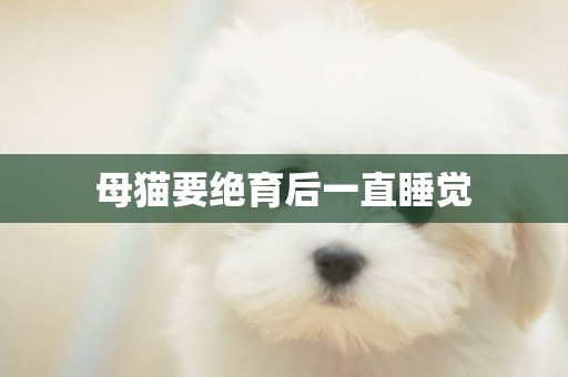 母貓要絕育后一直睡覺
