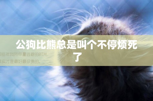 公狗比熊總是叫個不停煩死了