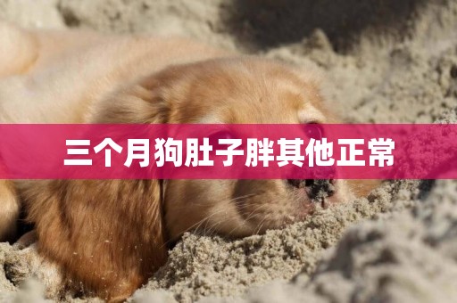 三個月狗肚子胖其他正常