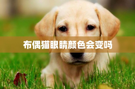 布偶貓眼睛顏色會變嗎