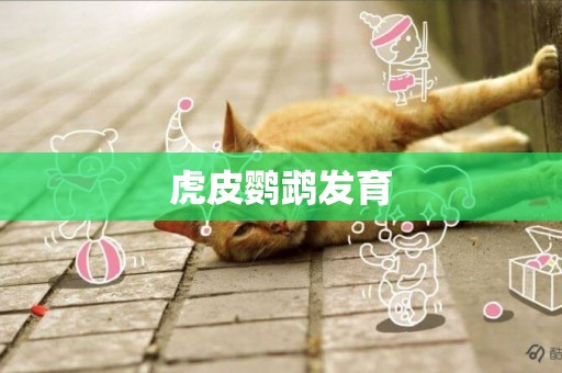 虎皮鸚鵡發育