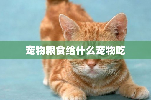 寵物糧食給什么寵物吃