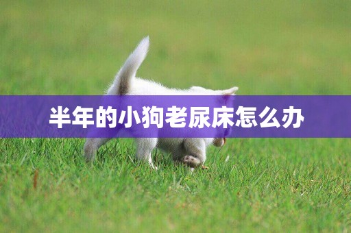 半年的小狗老尿床怎么辦