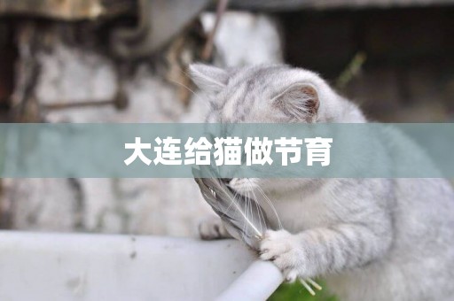 大連給貓做節育