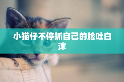 小貓仔不停抓自己的臉吐白沫