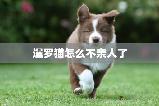 暹羅貓怎么不親人了