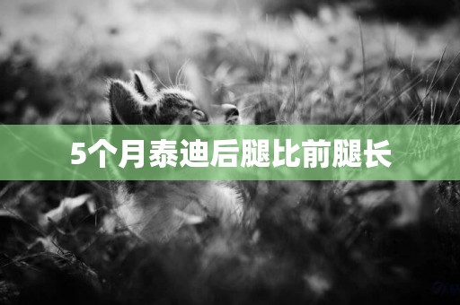 5個月泰迪后腿比前腿長