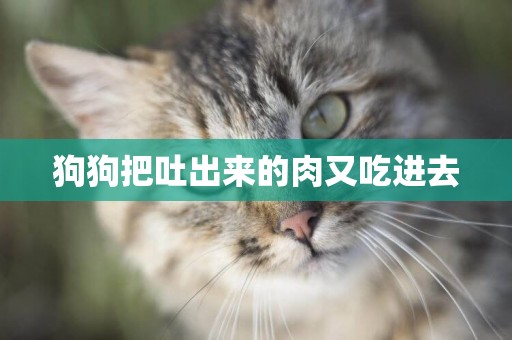 狗狗把吐出來的肉又吃進去