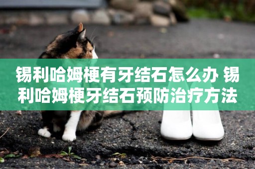 錫利哈姆梗有牙結石怎么辦 錫利哈姆梗牙結石預防治療方法