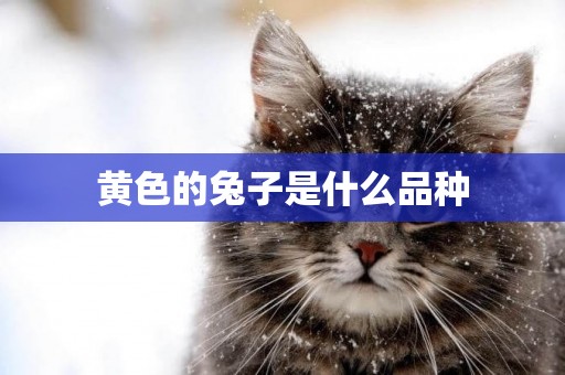 黃色的兔子是什么品種