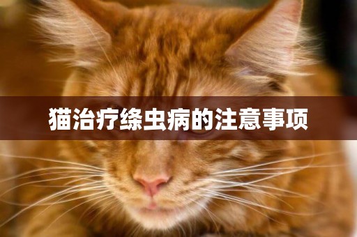 貓治療絳蟲病的注意事項