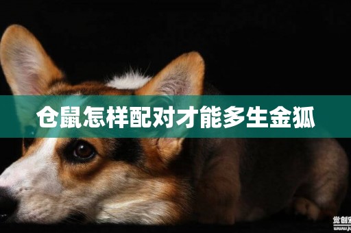 倉鼠怎樣配對才能多生金狐