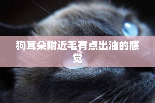 狗耳朵附近毛有點出油的感覺