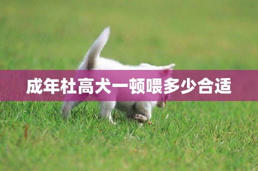 成年杜高犬一頓喂多少合適