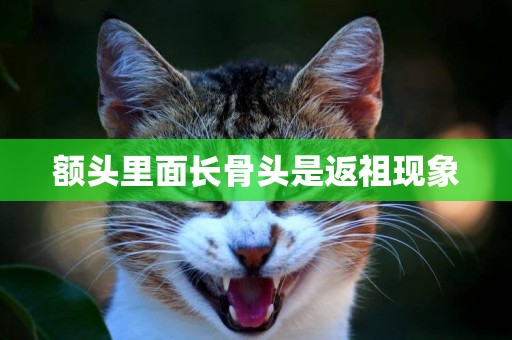 額頭里面長骨頭是返祖現象