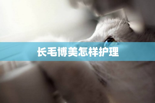 長毛博美怎樣護理
