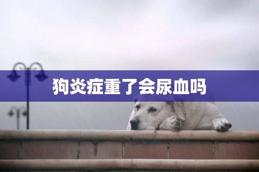 狗炎癥重了會尿血嗎